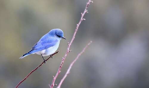 Free Twitter Likes Free Twitter Likes